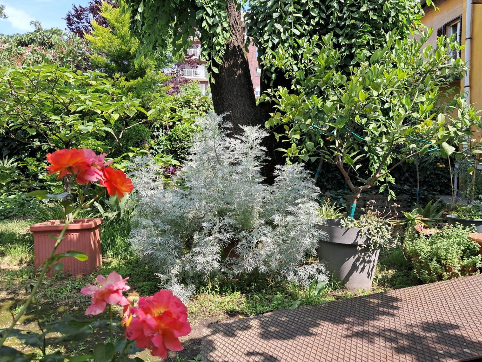 With A Garden Homestay