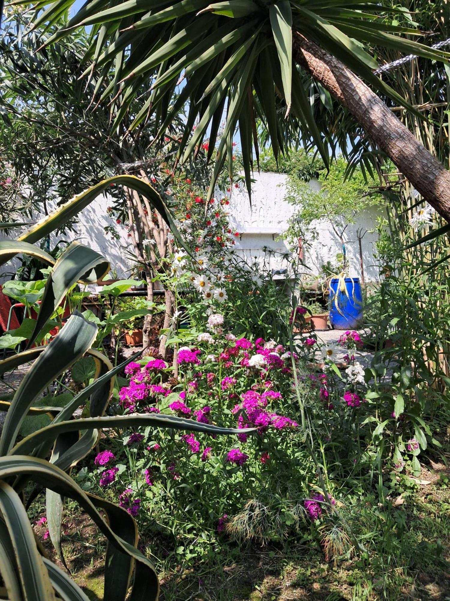 With A Garden Homestay *